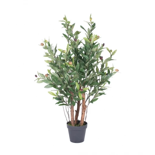 30 Inch Olive Tree: Potted 1 30 Inch Olive Tree: Potted