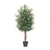 50 Inch Olive Tree: Potted