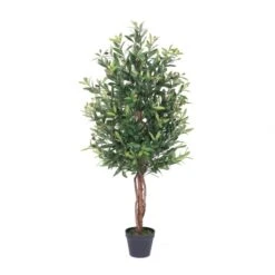 50 Inch Olive Tree: Potted