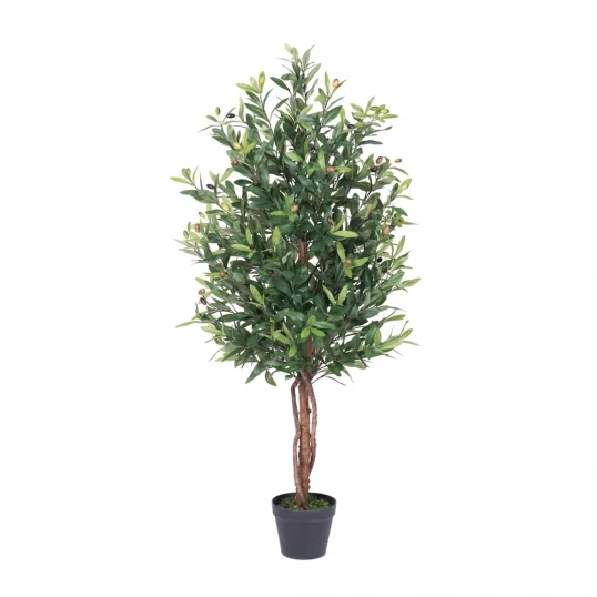 50 Inch Olive Tree: Potted 1 50 Inch Olive Tree: Potted