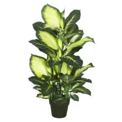 40 Inch Tutoned Green Dieffenbachia: Potted
