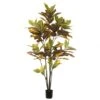 6 Foot Croton Tree: Potted