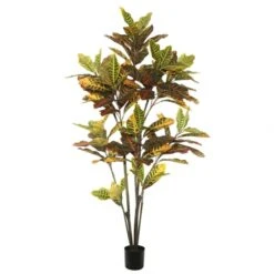 6 Foot Croton Tree: Potted