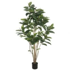 5 Foot Rubber Tree: Potted