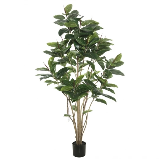 5 Foot Rubber Tree: Potted 1 5 Foot Rubber Tree: Potted