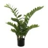 28 Inch Zamiifolia Bush: Potted