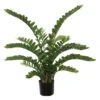 52 Inch Zamiifolia Bush: Potted
