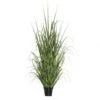 2 Foot Ryegrass: Potted