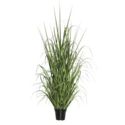 2 Foot Ryegrass: Potted