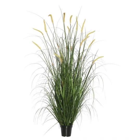 2 Foot Foxtail Grass: Potted 1 2 Foot Foxtail Grass: Potted