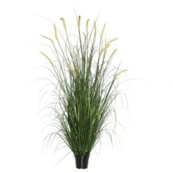 5 Foot Foxtail Grass: Potted