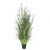 2 Foot Green Sheep Grass: Potted