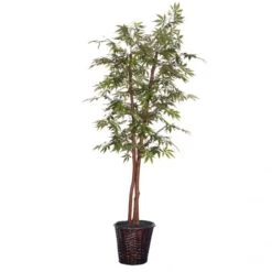 6 Foot Japanese Maple Deluxe Tree In Dark Brown Rattan Basket
